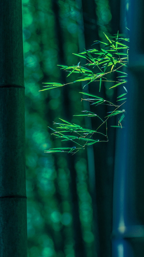 The beauty of bamboo in poetry 1 screenshot
