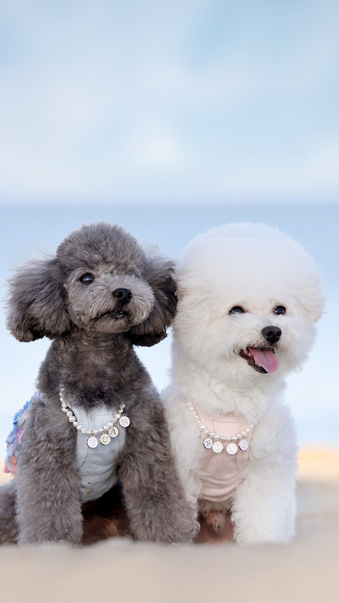 The bichon frise and poodle in front of the seaside screenshot