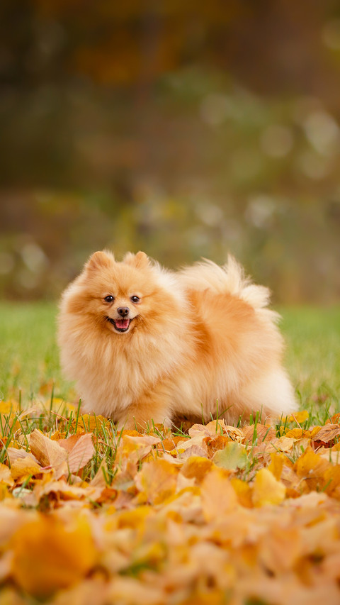 Cream Sable Orange Pomeranian Spitz Adult Dog Outdoor screenshot