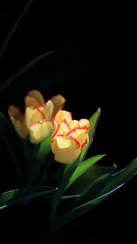 Tulips in Kunming, Yunnan Province Are in Full Bloom screenshot