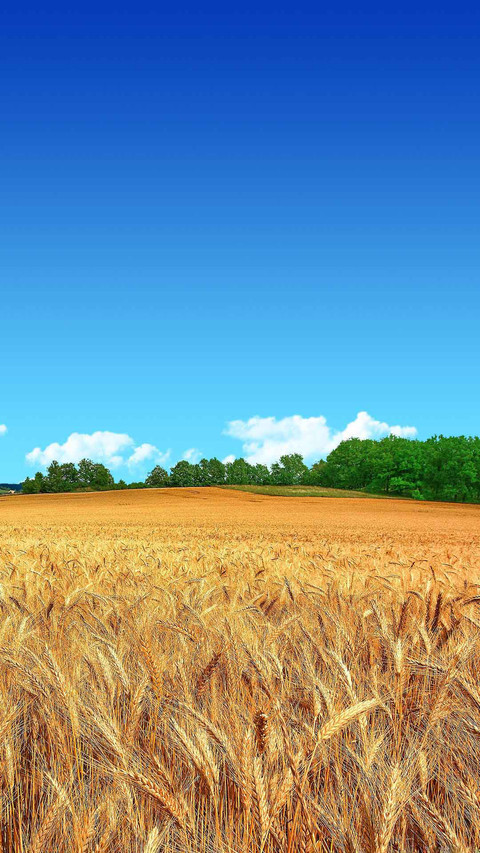 Golden Wheat Field Blue Sky Forest Android Wallpaper screenshot