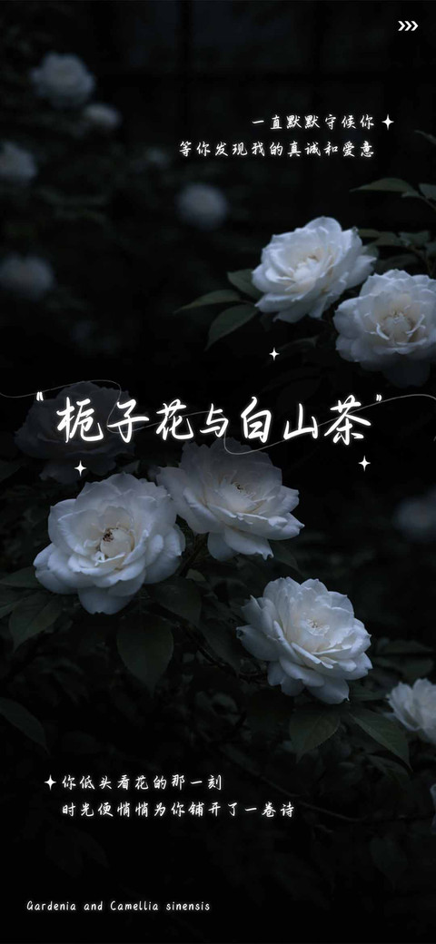 栀子花与白山茶 screenshot