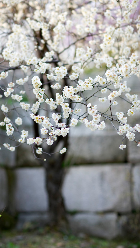 White Flower Tree screenshot