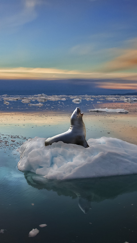 Seal on Ice screenshot