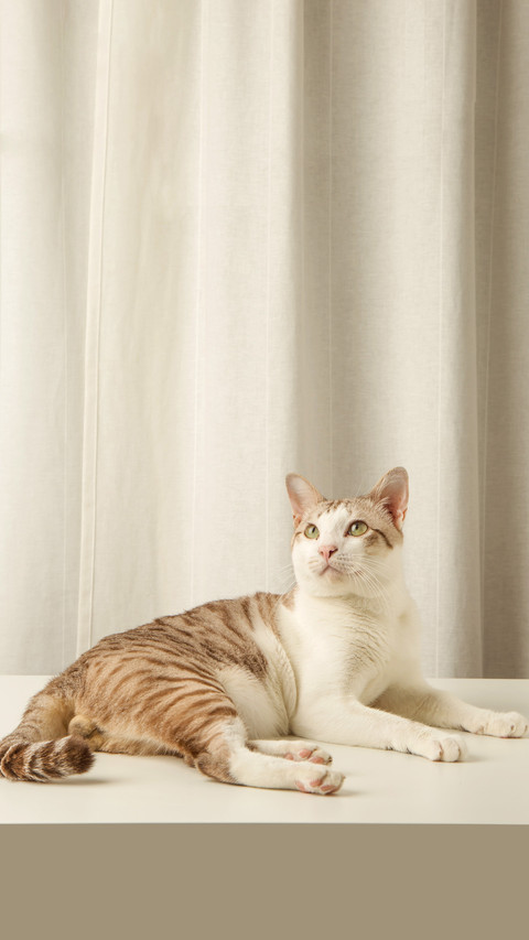 Gray striped white cat on a white background screenshot