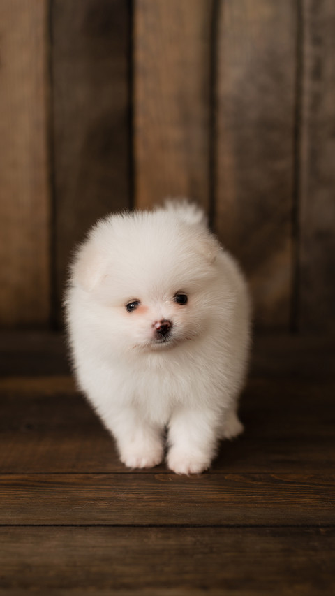 Little Pomeranian spitz-dog puppy screenshot