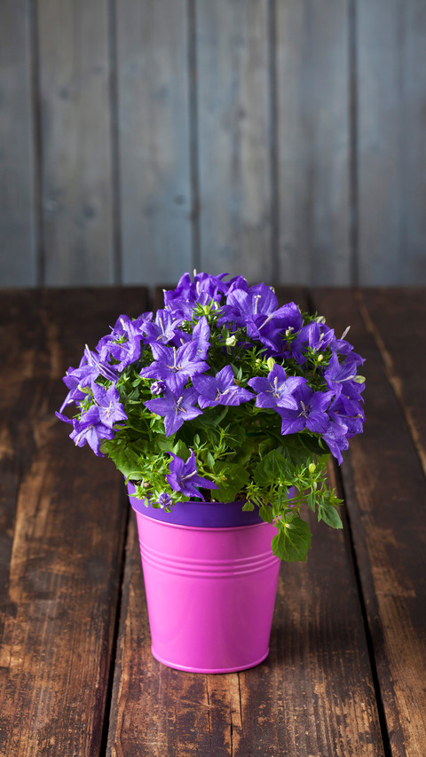 Common mistakes in raising flowers 01 screenshot