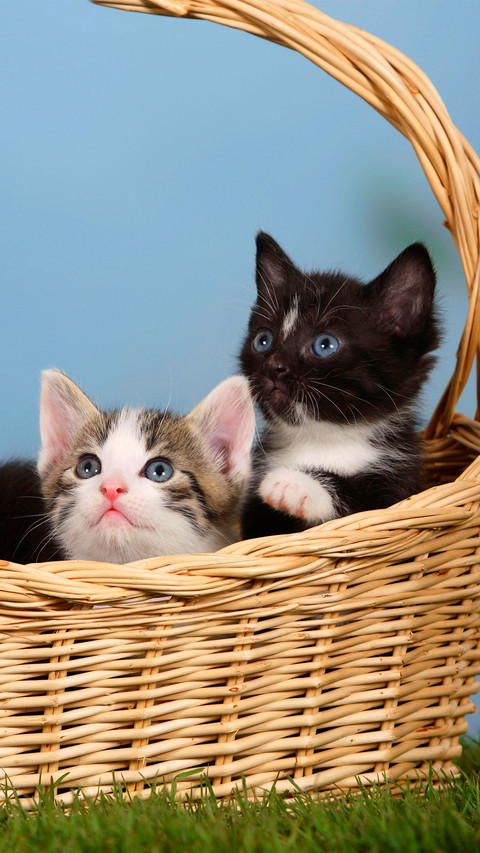Two cats in a basket screenshot
