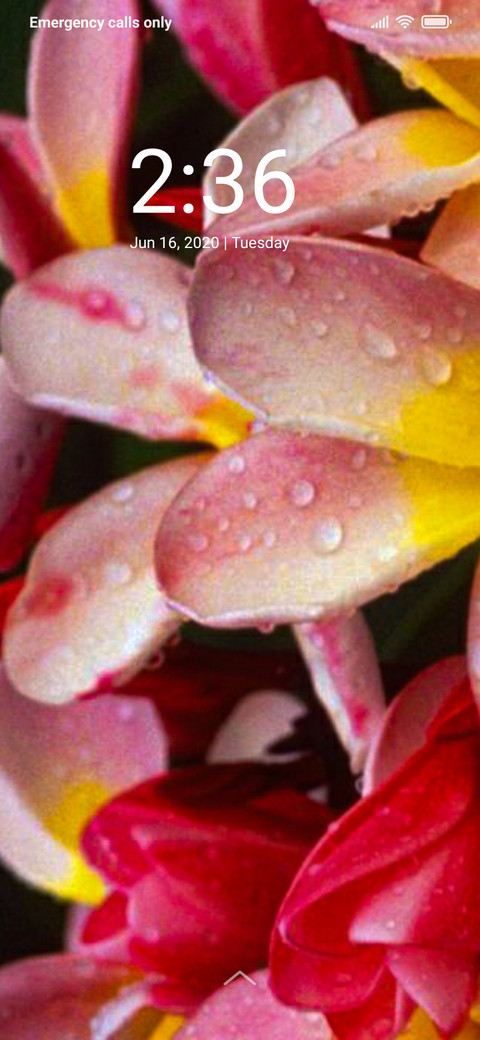 Wonderful Flower_DWM2 screenshot