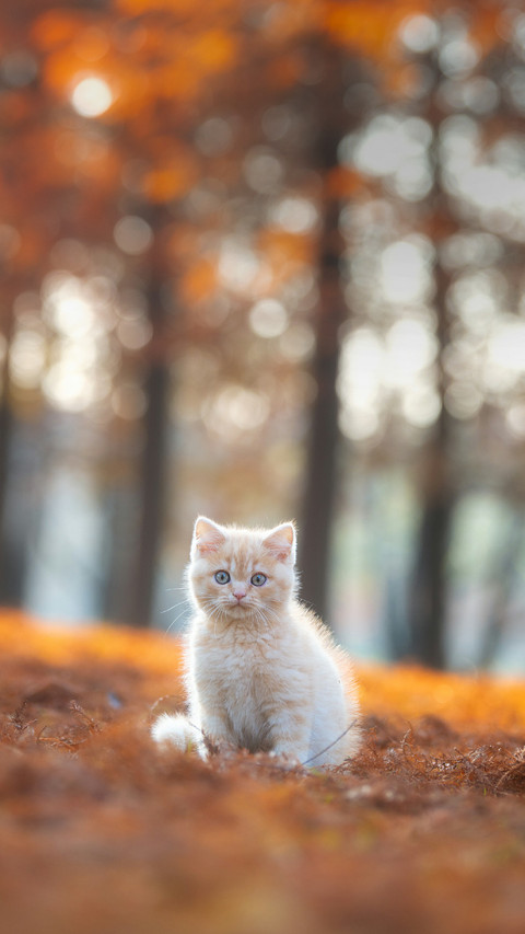 A Cute Cat Sitting on The Grass screenshot