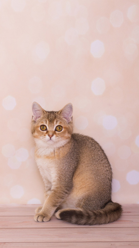 Scottish Straight Kitten on a Background of Hearts screenshot