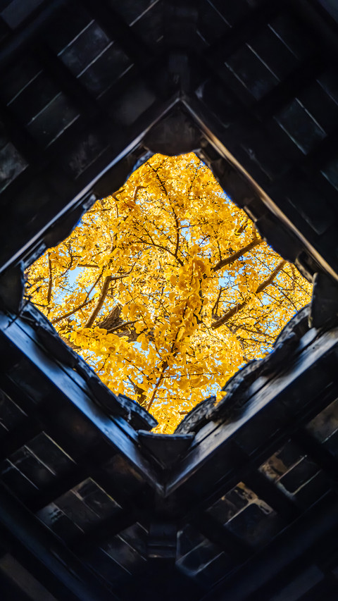 Looking up autumn has arrived screenshot