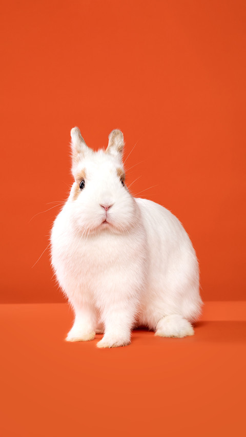 Rabbits are actually not docile at all screenshot