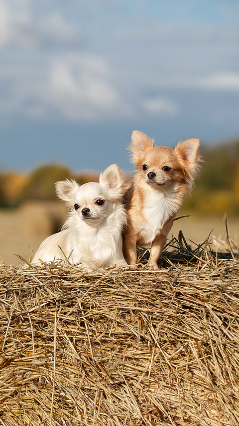 Chihuahua breed dog on a haystack screenshot