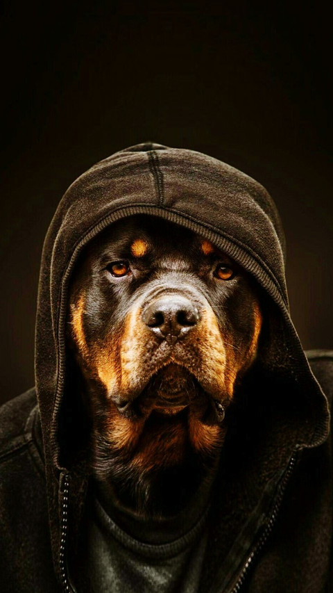 The bravest fighter among dogs 80 screenshot