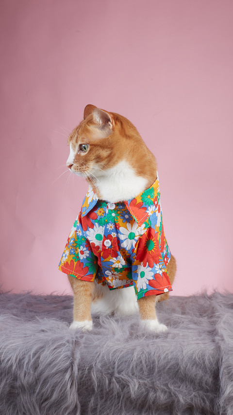 A closeup of the cats profile screenshot