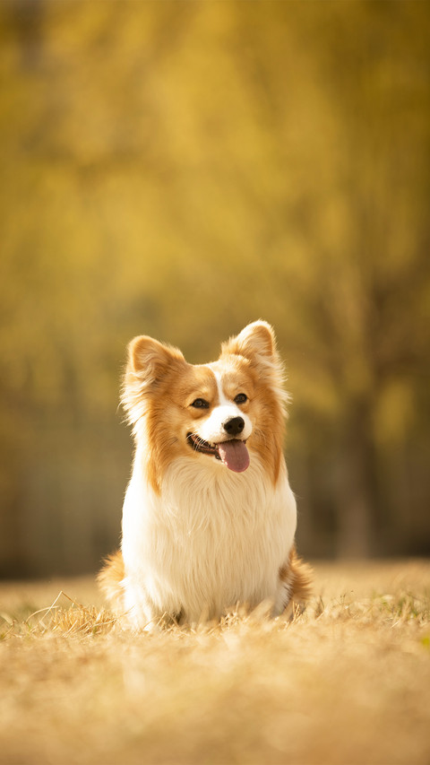 Dog7 screenshot