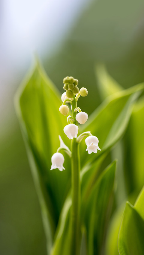 Lily of the valley though small is highly toxic screenshot