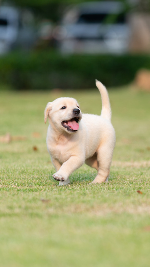 Cheerful Pup, Chasing Joy on Grassy Land screenshot