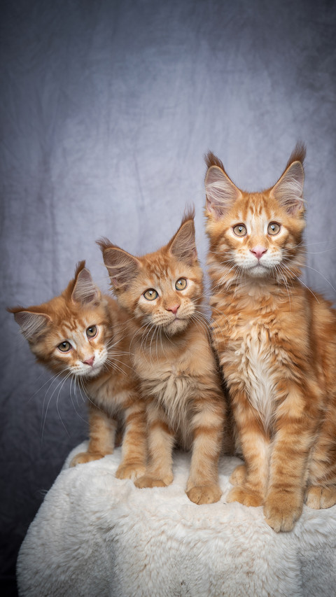 How to see that cats trust you 56 screenshot