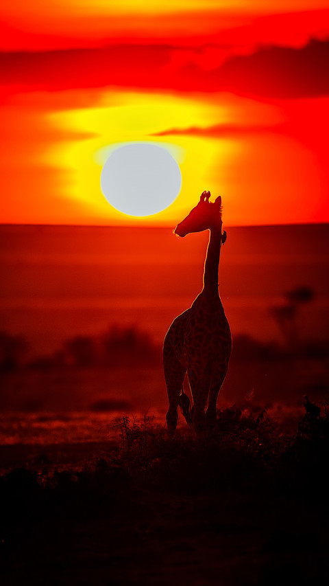 Giraffe in Beautiful Sunset screenshot
