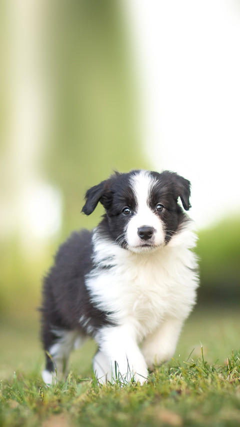 Young border collie running and playing in the garden screenshot