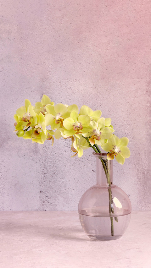 Master the tips for cultivating orchids screenshot