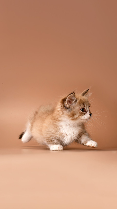 Nice cute adorable brown chocolate munchkin kitten screenshot