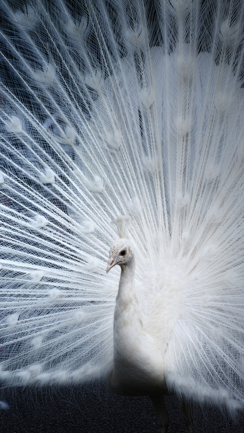 India-Peacock screenshot