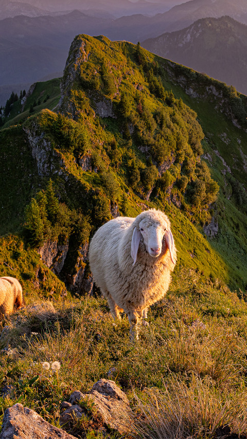 The sheep on the top of the mountain screenshot