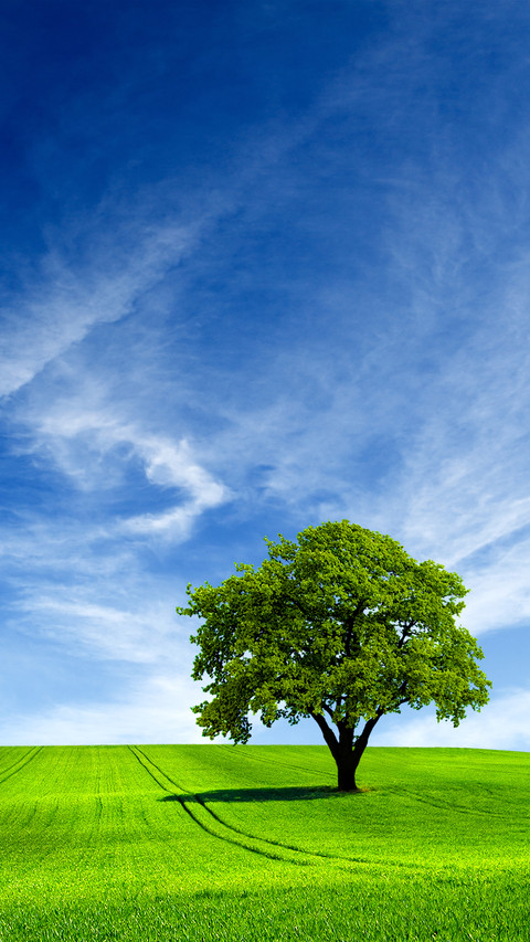 Green tree screenshot
