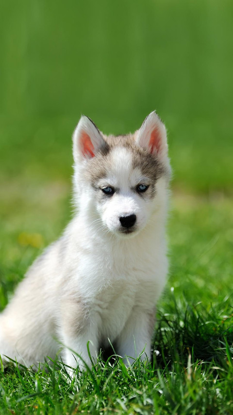 Dog292 screenshot