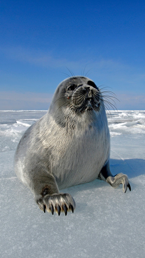Mini Baikal seal 42 screenshot