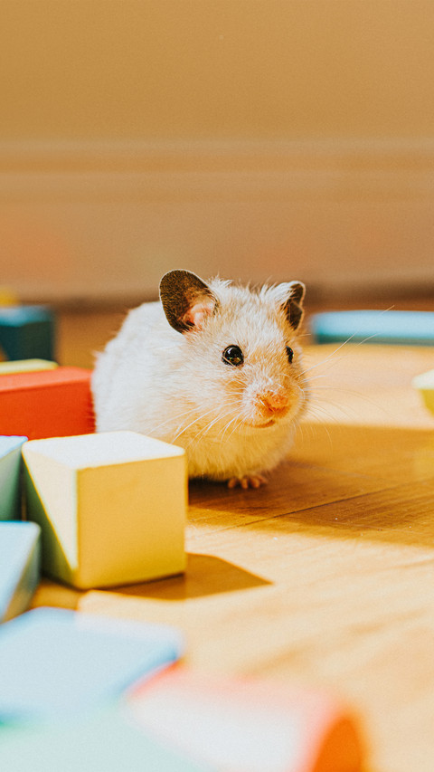 Can hamsters hibernate screenshot