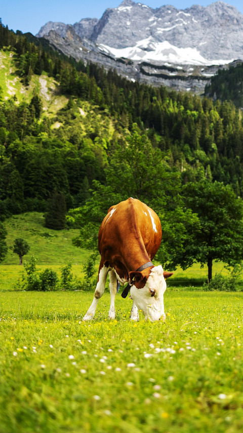 Cows are on the beautiful grassland screenshot