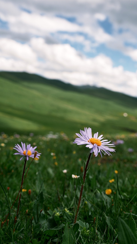The aster on the grassland screenshot
