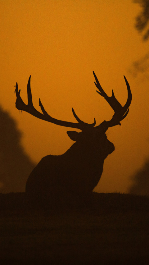 Deer (6) screenshot