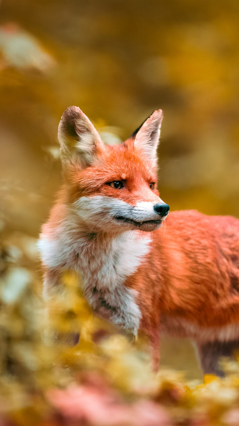The red fox in the wild screenshot