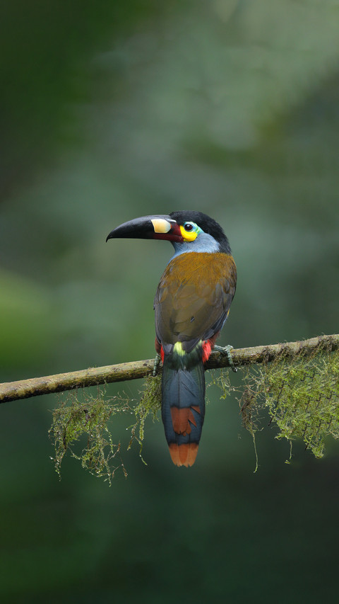 The advantage of a toucans large beak screenshot
