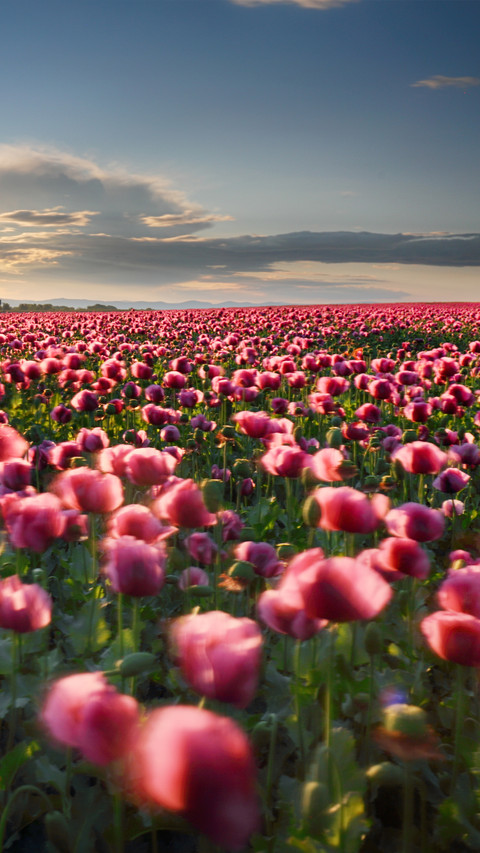 Magnificent flower fields screenshot