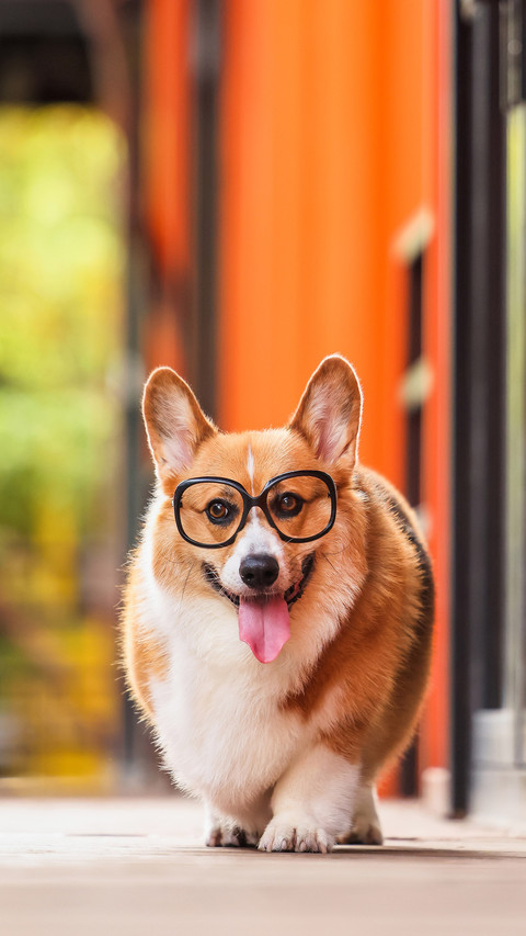 Keeping a dog is cold knowledge look here screenshot