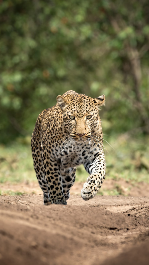 How can one distinguish a leopard from a cheetah screenshot