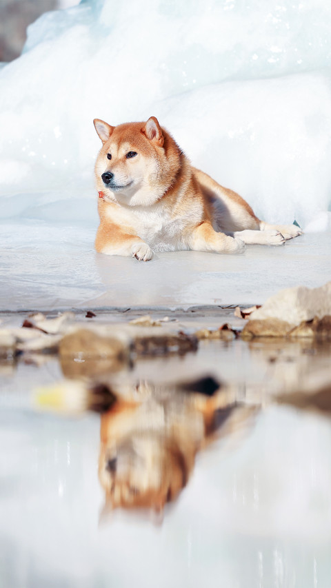 The water surface reflects the shiba inu screenshot