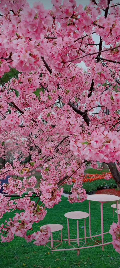 春花满园 screenshot