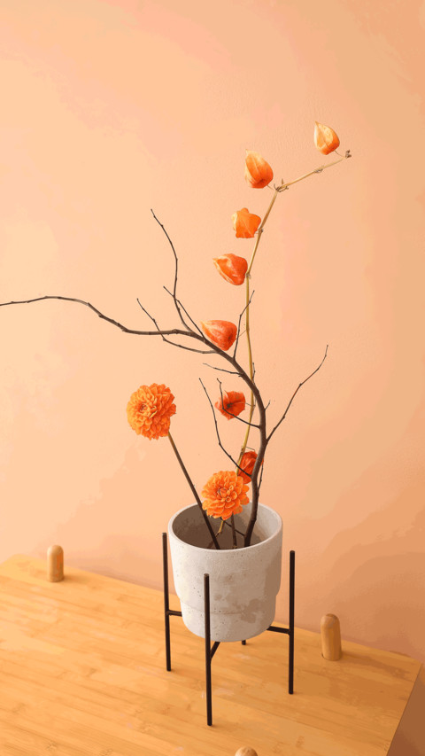 Still life of plants screenshot
