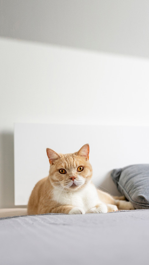Cream-colored British cat is lying on the couch screenshot