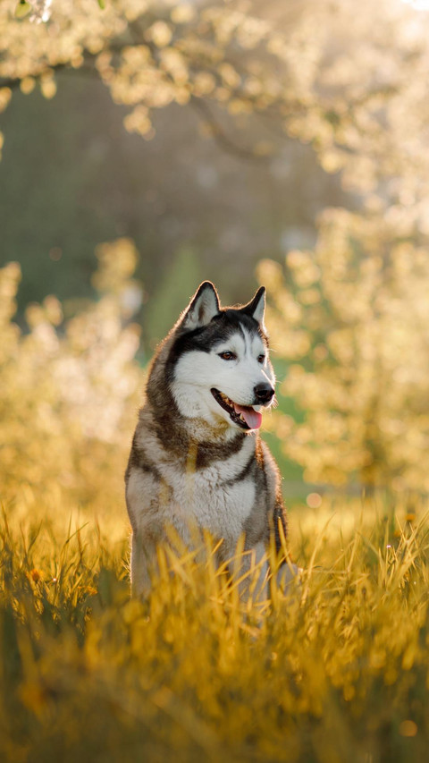 Dog218 screenshot