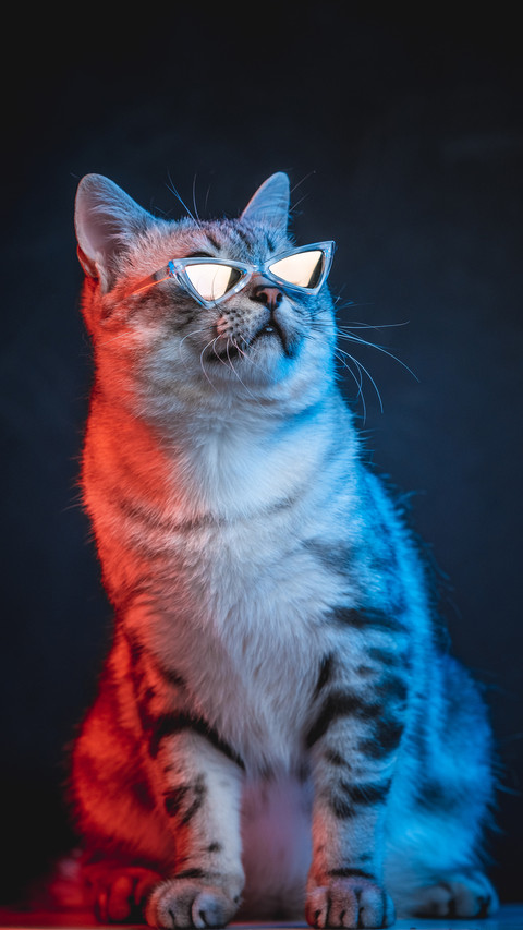 On the Cool Names of Ancient Cats 9 screenshot