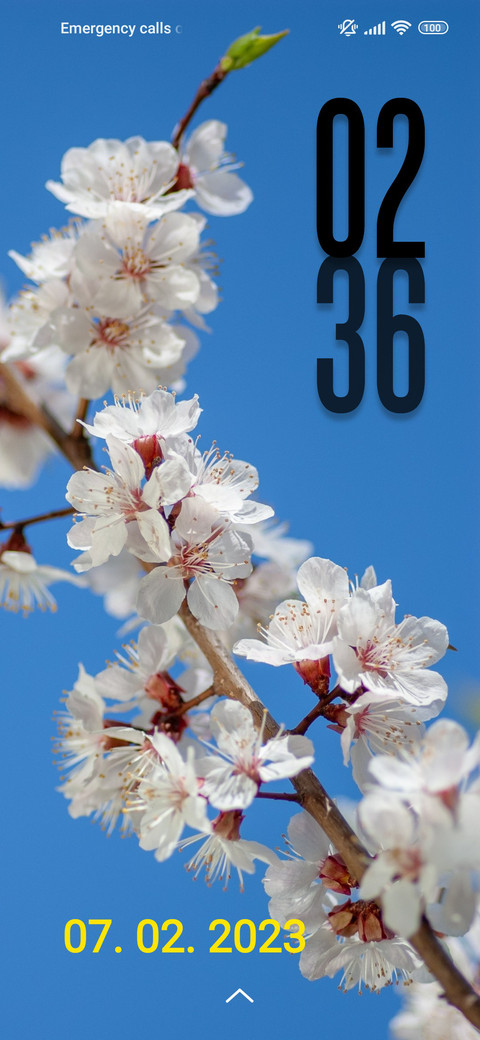 cherry Blossoms screenshot