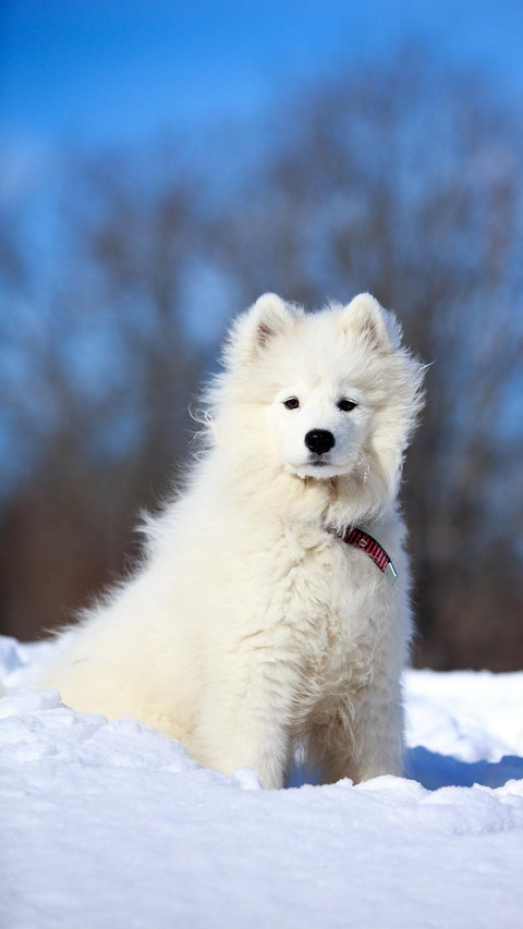 Dog345 screenshot